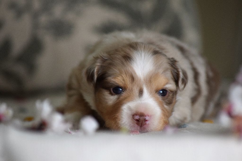 chiot Berger Américain Miniature  Du Clos De Belara