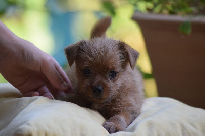 Du Clos De Belara - Norfolk Terrier - Portée née le 20/06/2024