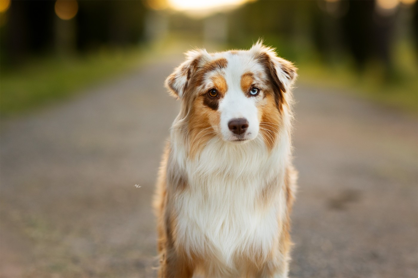 VANITY'S FAIRY Du Clos De Belara