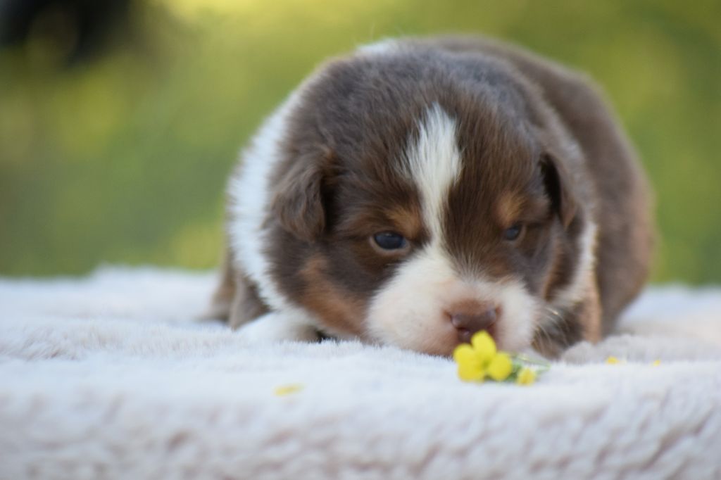 Du Clos De Belara - Chiots disponibles - Berger Américain Miniature 