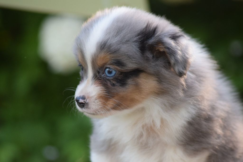 Du Clos De Belara - Chiots disponibles - Berger Américain Miniature 