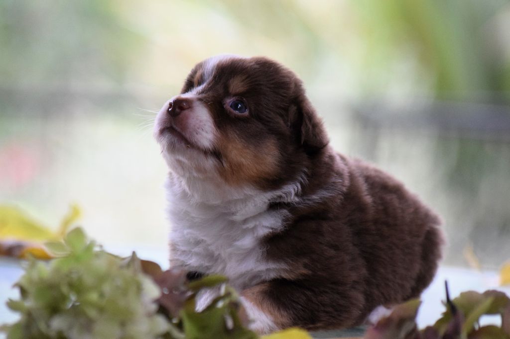 CHIOT 3