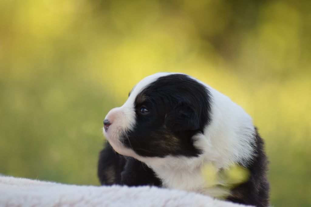 Du Clos De Belara - Chiots disponibles - Berger Américain Miniature 
