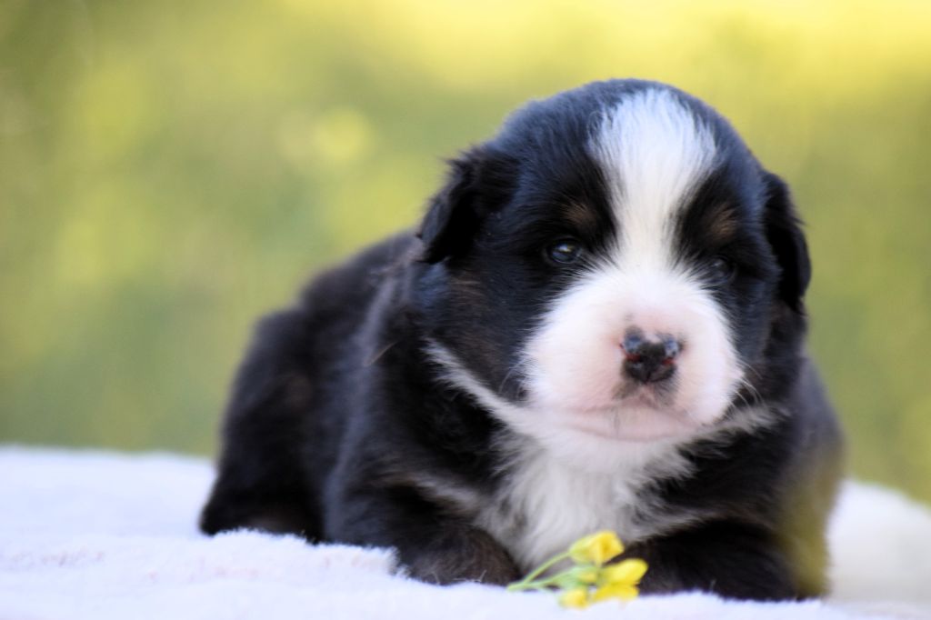 Du Clos De Belara - Chiots disponibles - Berger Américain Miniature 