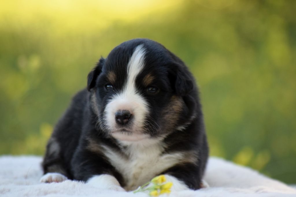 Du Clos De Belara - Chiots disponibles - Berger Américain Miniature 
