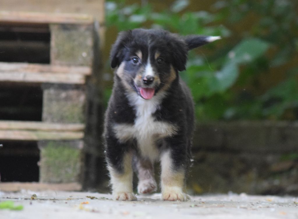 Du Clos De Belara - Chiots disponibles - Berger Américain Miniature 