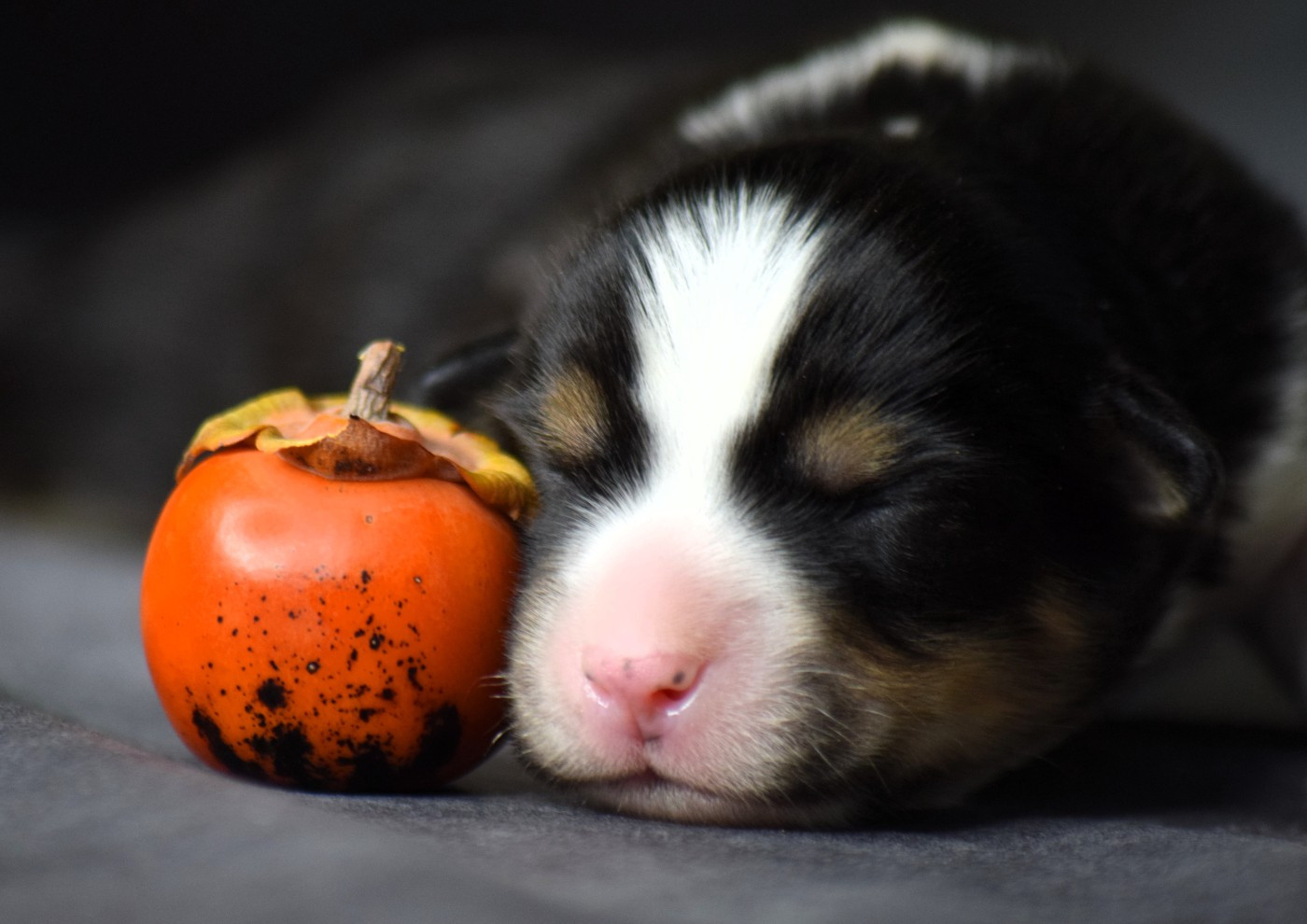 Du Clos De Belara - Chiots disponibles - Berger Américain Miniature 