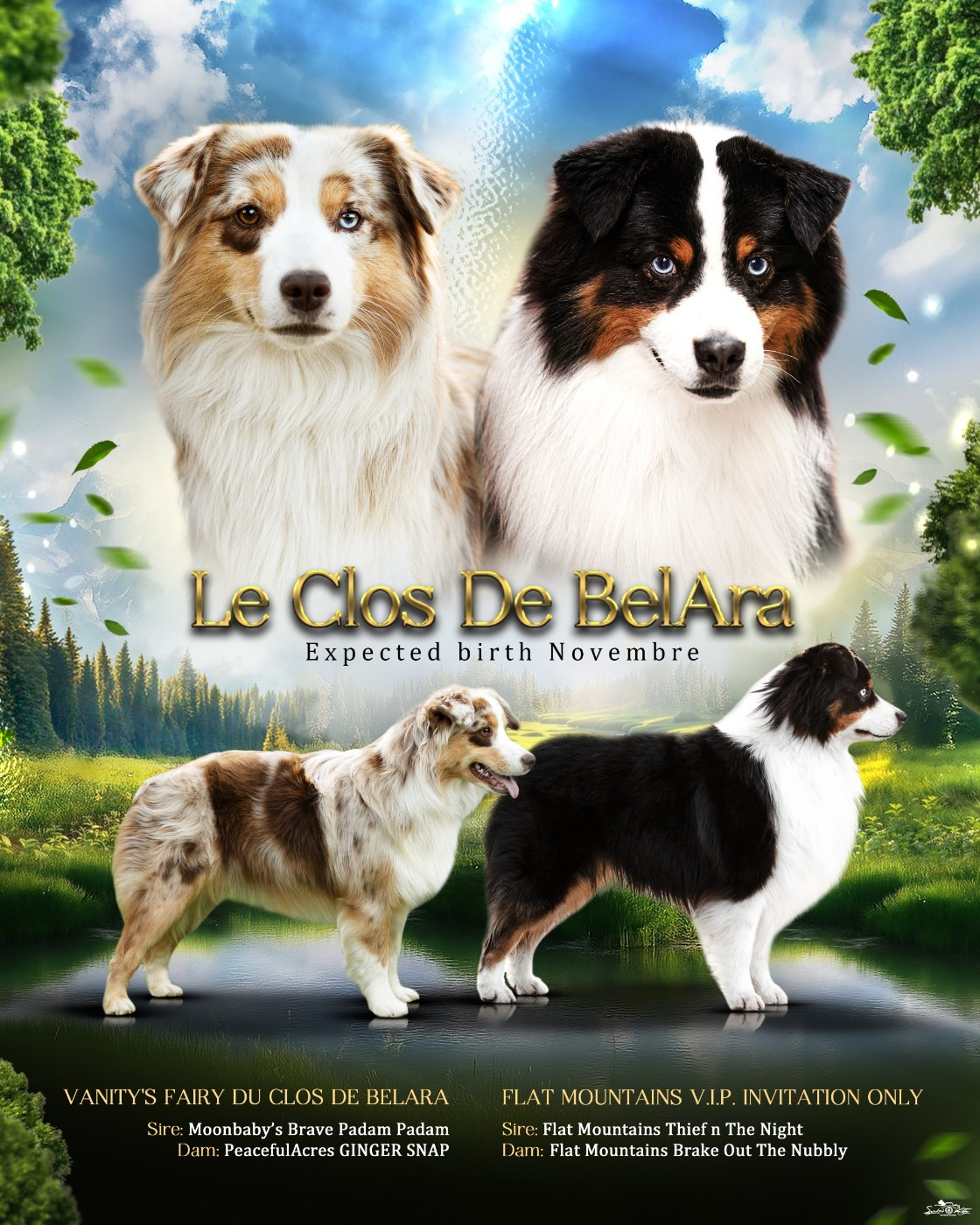 Du Clos De Belara - Berger Américain Miniature  - Portée née le 15/11/2025