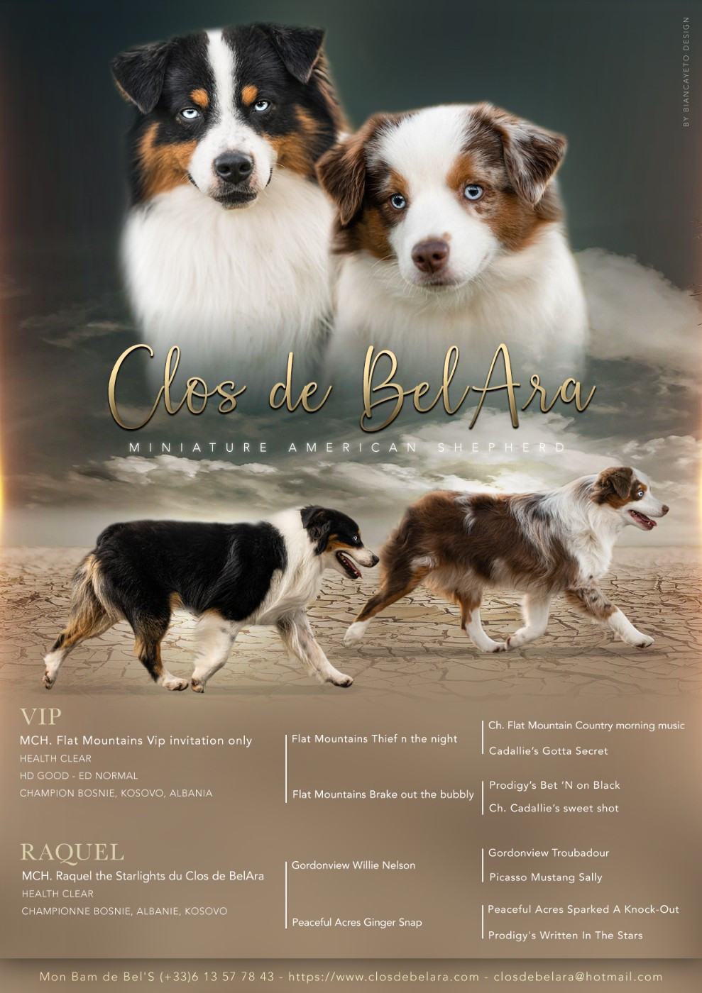 Chiot Berger Américain Miniature  Du Clos De Belara