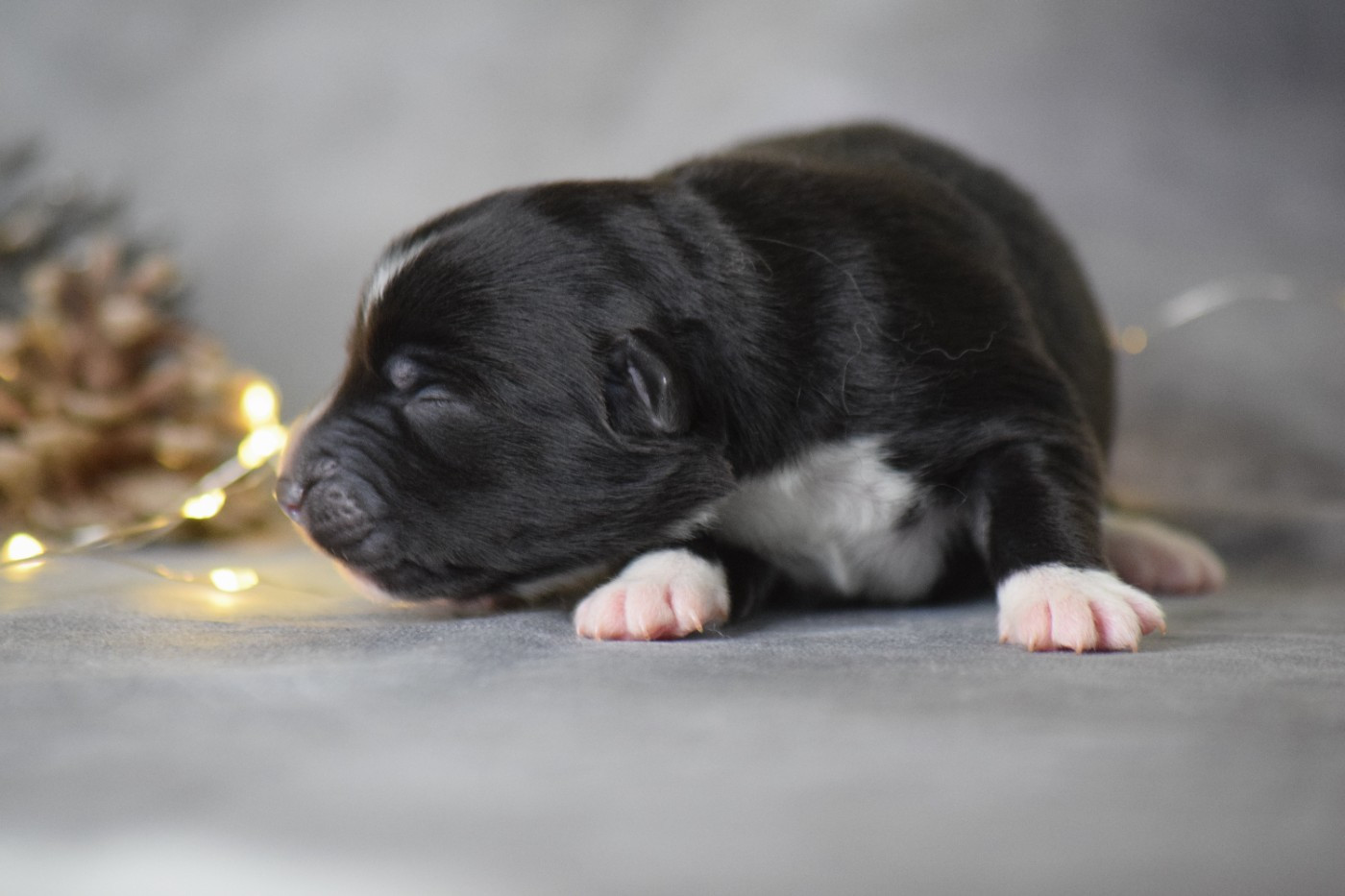 Du Clos De Belara - Chiots disponibles - Berger Américain Miniature 