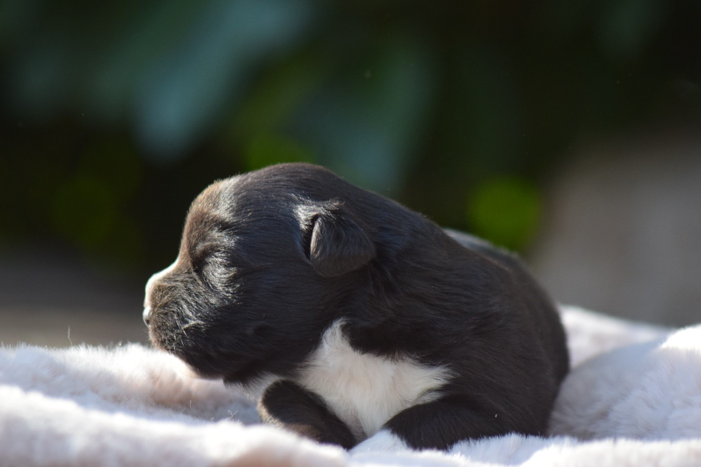 Du Clos De Belara - Chiots disponibles - Berger Américain Miniature 