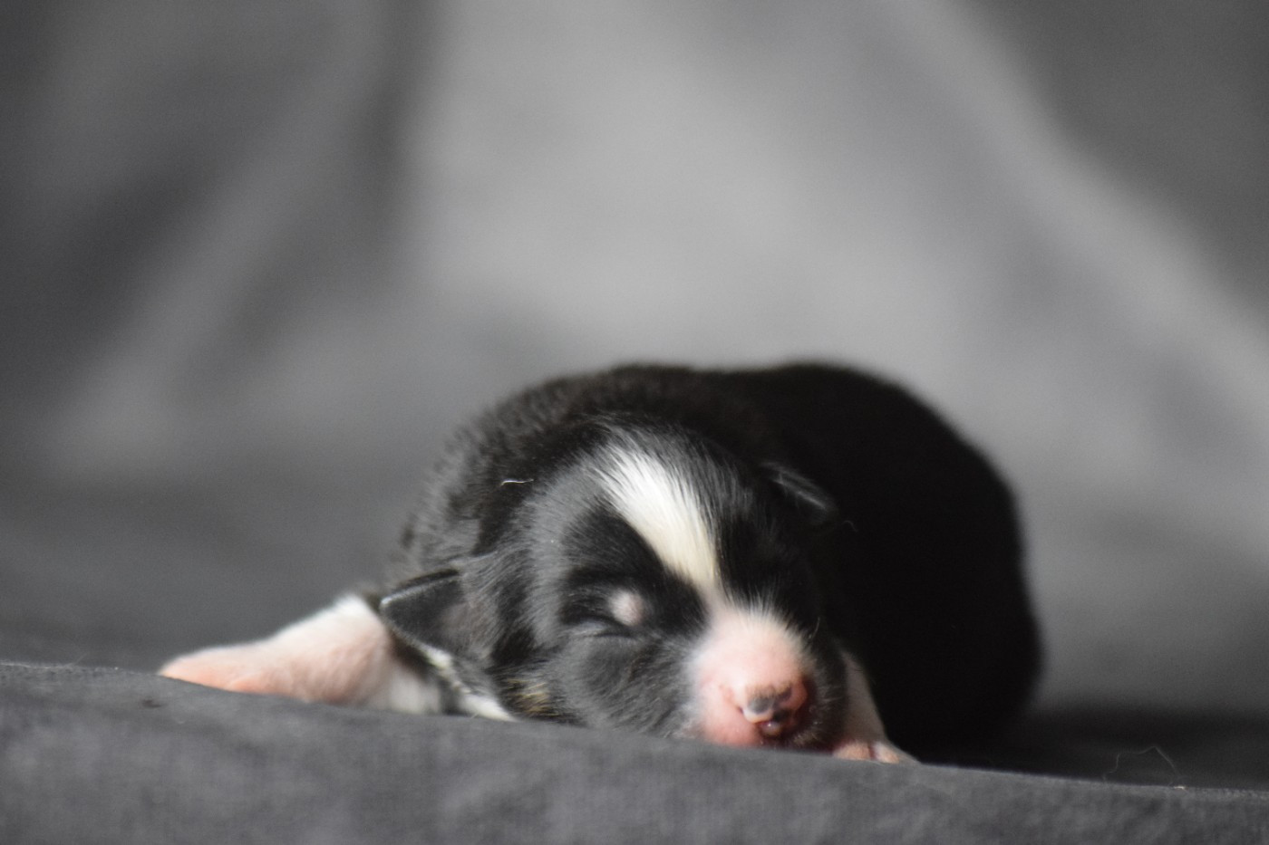 Du Clos De Belara - Chiots disponibles - Berger Américain Miniature 