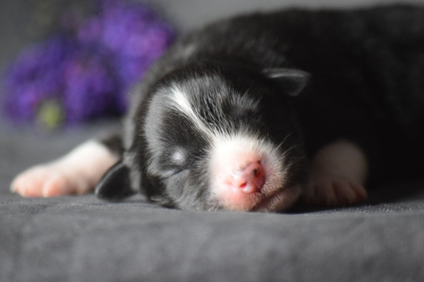 Du Clos De Belara - Chiots disponibles - Berger Américain Miniature 