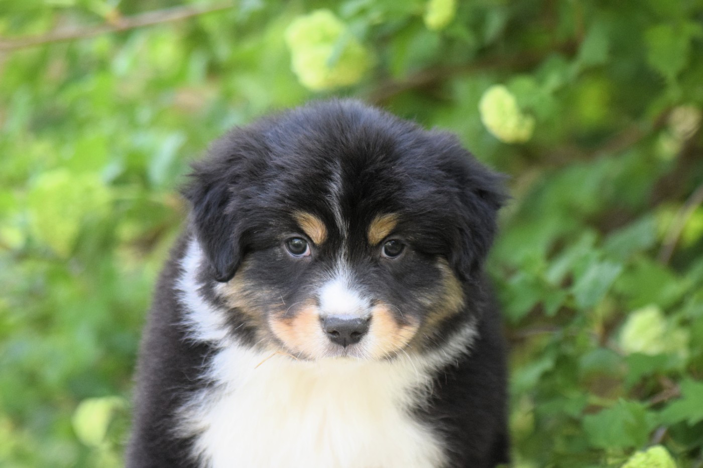 Du Clos De Belara - Chiots disponibles - Berger Américain Miniature 