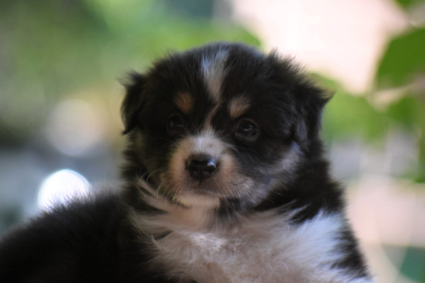 Du Clos De Belara - Chiots disponibles - Berger Américain Miniature 