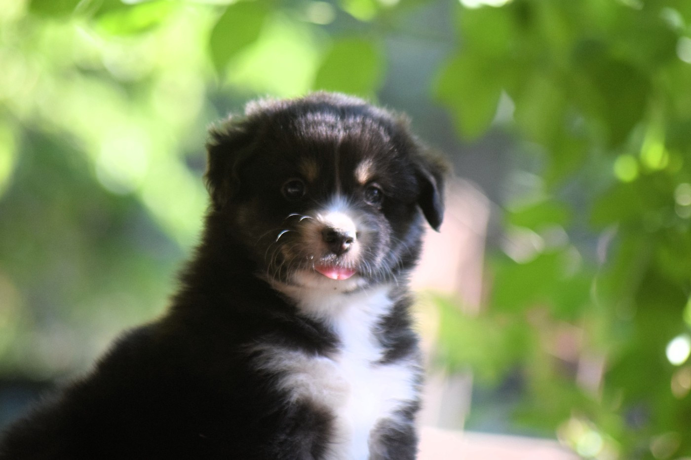 Du Clos De Belara - Chiots disponibles - Berger Américain Miniature 