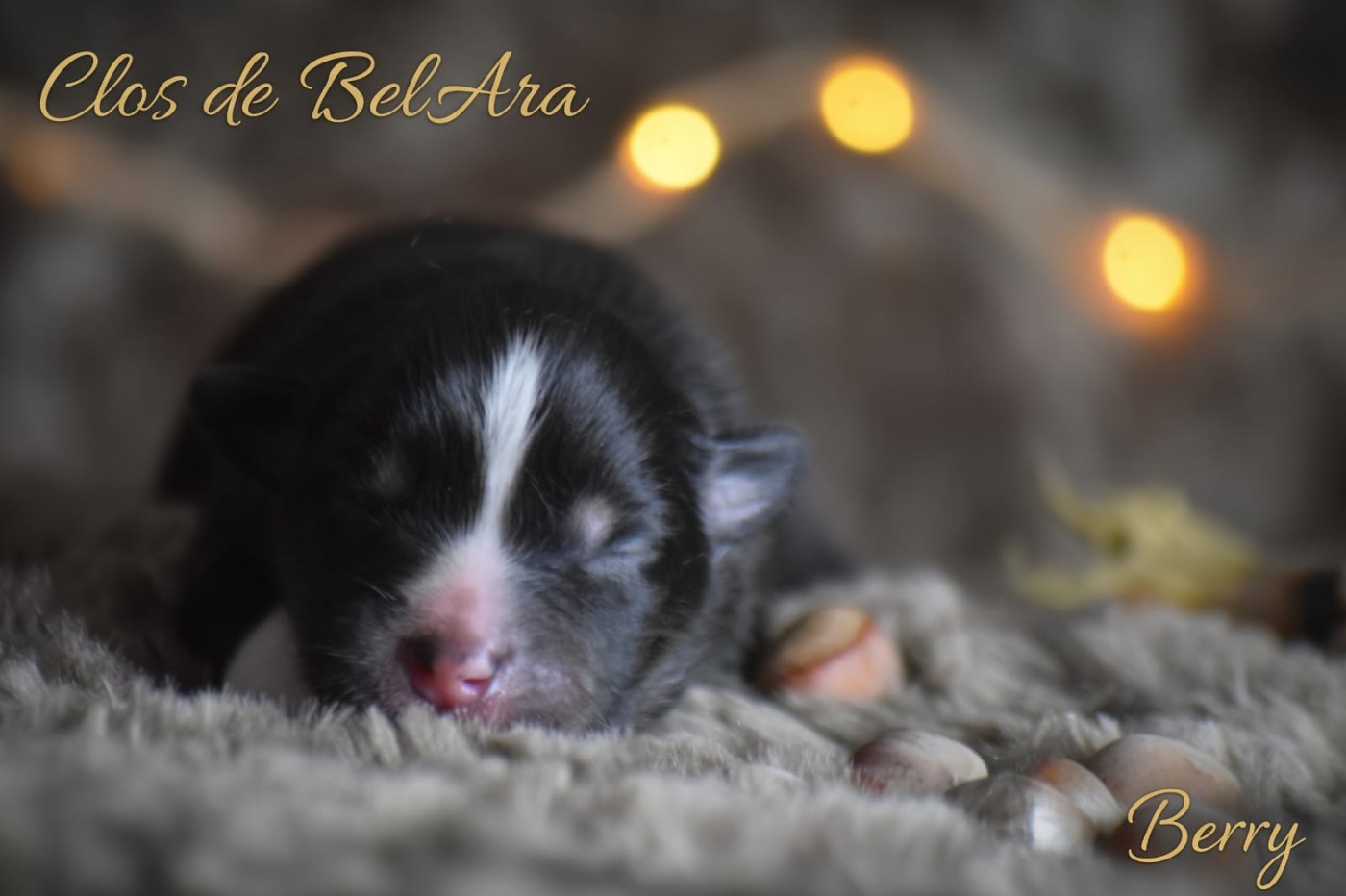 Du Clos De Belara - Chiots disponibles - Berger Américain Miniature 