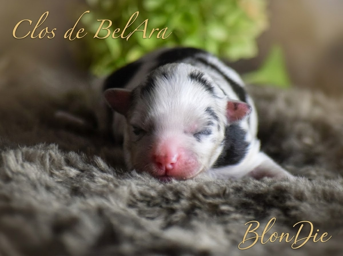 Du Clos De Belara - Chiots disponibles - Berger Américain Miniature 