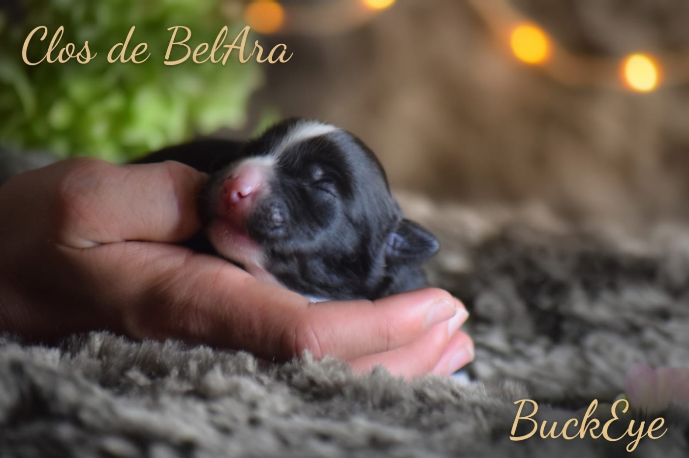 Du Clos De Belara - Chiots disponibles - Berger Américain Miniature 
