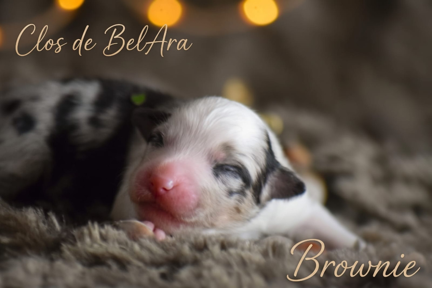 Du Clos De Belara - Chiots disponibles - Berger Américain Miniature 