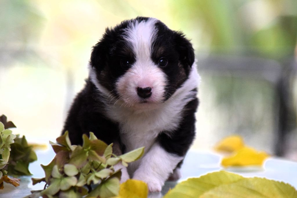 CHIOT 4