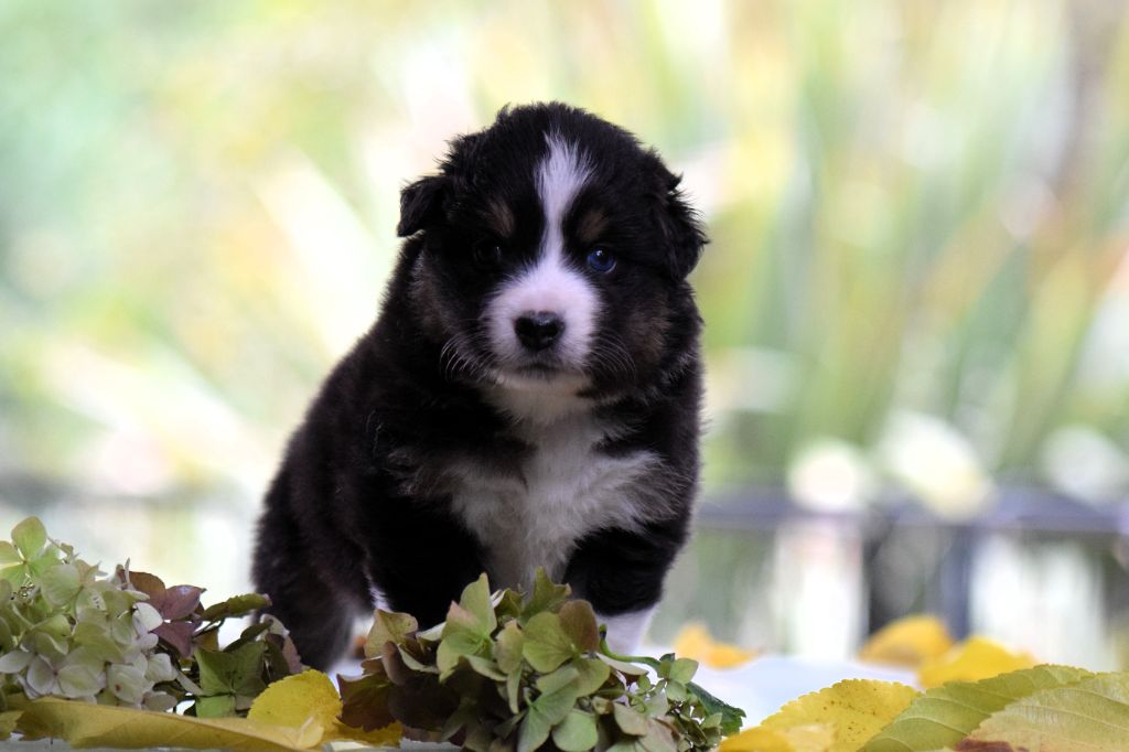 CHIOT 1