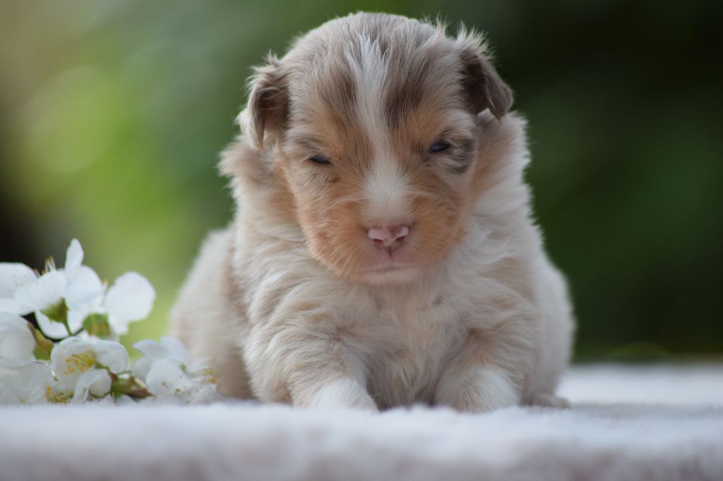 Du Clos De Belara - Chiots disponibles - Berger Américain Miniature 