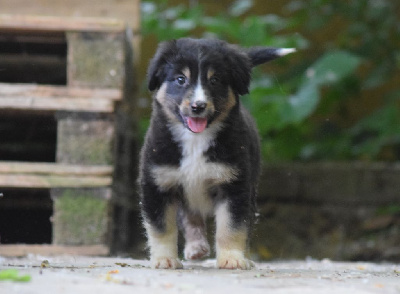 CHIOT 5
