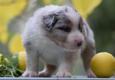 CHIOT 7