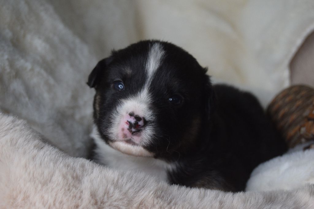 Du Clos De Belara - Berger Américain Miniature  - Portée née le 18/11/2023