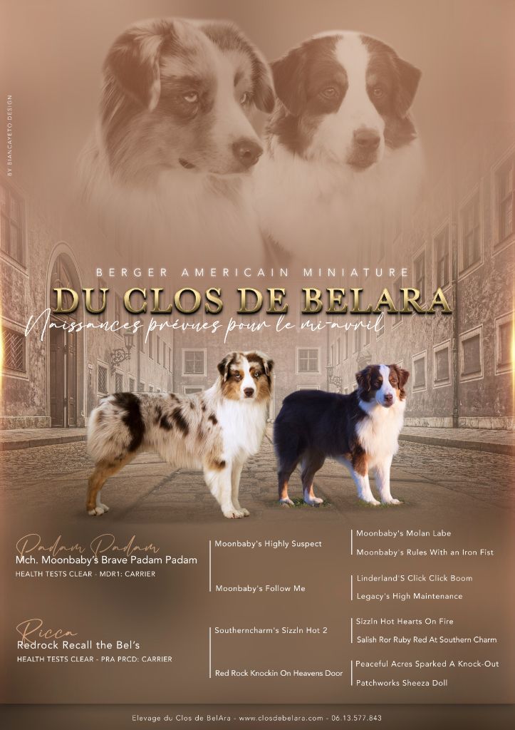 Du Clos De Belara - Berger Américain Miniature - Portée née le 23/04/2023