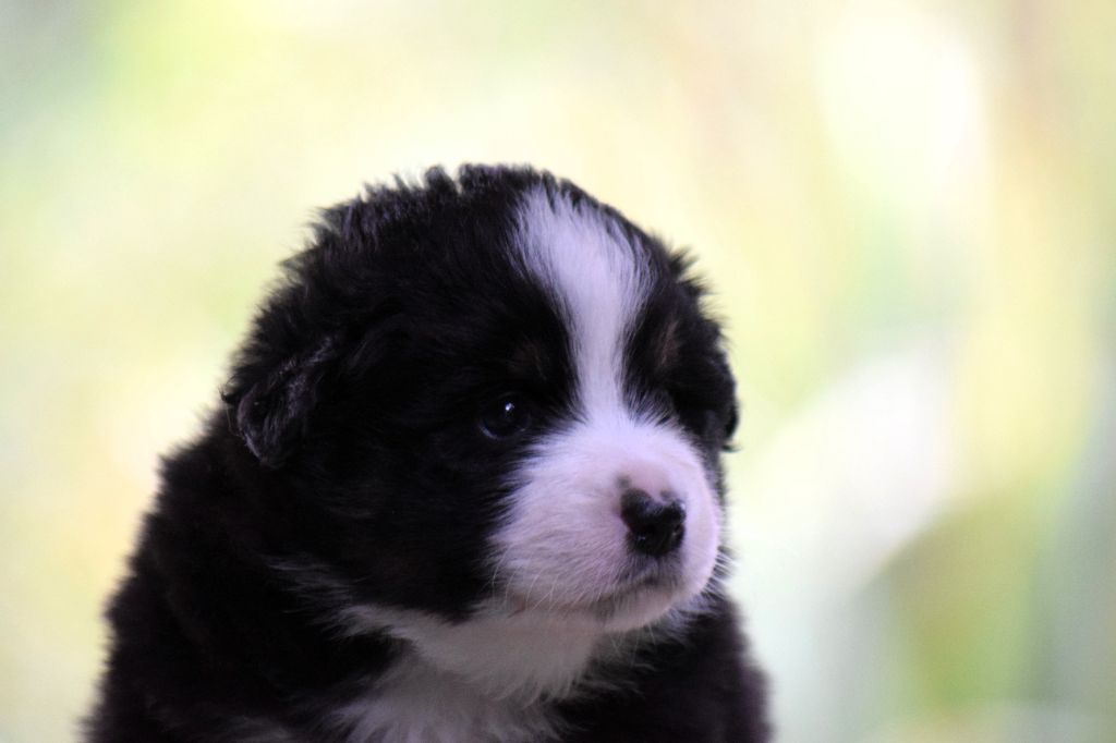 CHIOT 2